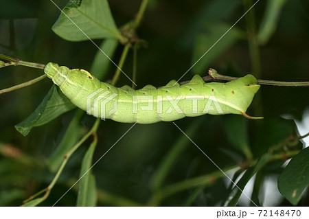 生き物　昆虫　ブドウスズメ、幼虫です。大きさは八センチ前後、すべすべでひんやりした触り心地 72148470