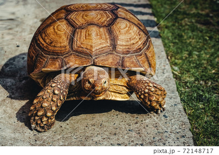 A huge old turtle crawls along a concrete road or sidewalk. Portrait of a reptile with a Horny shell 72148717