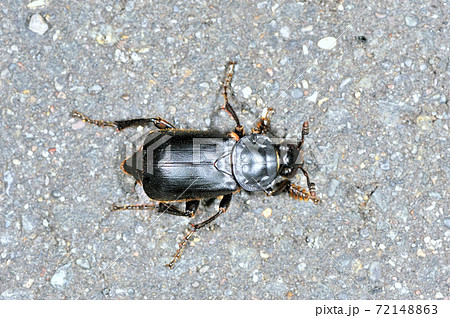 ヒメクロシデムシ（北海道・鶴居村） 72148863