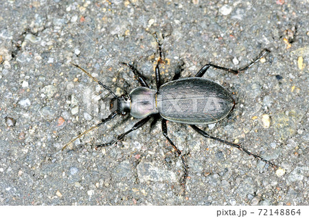 ヒメクロオサムシ（北海道・鶴居村） 72148864