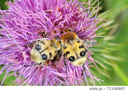 トラハナムグリ（北海道・知床） 72148865