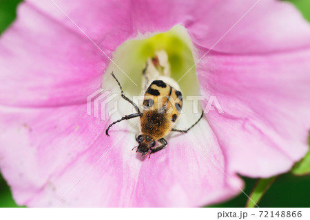 トラハナムグリ（北海道・帯広市） 72148866