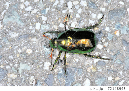 コガネムシ（岡山県・新見市） 72148943