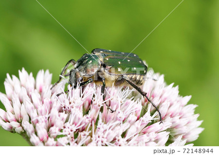 コアオハナムグリ（北海道・層雲峡） 72148944