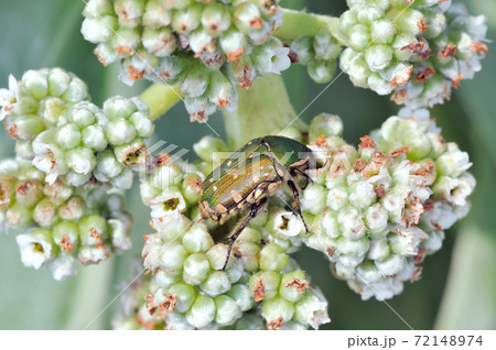 オキナワコアオハナムグリ（沖縄県・石垣島） 72148974