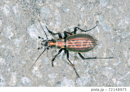 オオルリオサムシ（北海道・層雲峡） 72148975