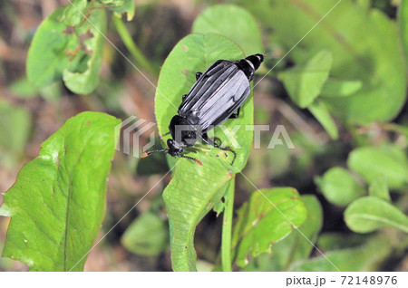オオモモブトシデムシ（北海道・足寄町） 72148976