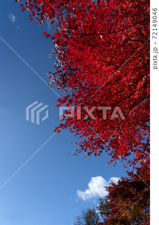 鈴鹿スカイライン沿いの鮮やかな紅葉と青空のコピースペース 鈴鹿スカイライン沿いの鮮やかな紅葉と青空のコピースペース 72149046