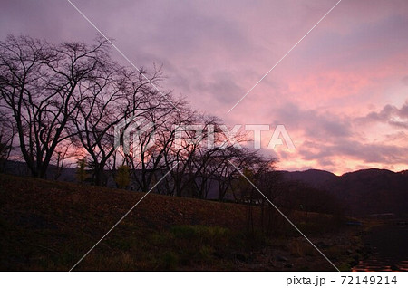 朝焼けの河口湖湖畔の桜並木　冬枯れ 72149214