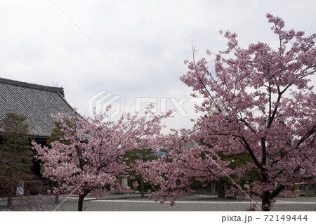 清凉寺の桜 清凉寺の桜 72149444