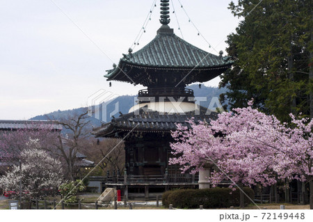 清凉寺の桜 清凉寺の桜 72149448