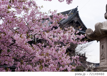 清凉寺の桜 清凉寺の桜 72149460