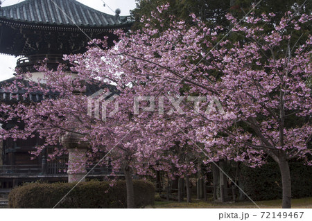 清凉寺の桜 清凉寺の桜 72149467