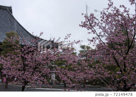 清凉寺の桜 清凉寺の桜 72149478