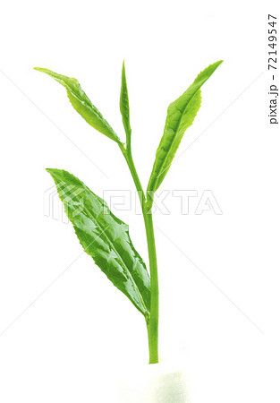 お茶の芽(茶芽)お茶の芽(茶芽) お茶の芽(茶芽)お茶の芽(茶芽) 72149547