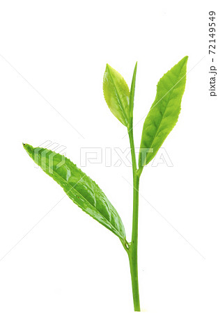 お茶の芽(茶芽)お茶の芽(茶芽) お茶の芽(茶芽)お茶の芽(茶芽) 72149549