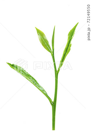 お茶の芽(茶芽)お茶の芽(茶芽) お茶の芽(茶芽)お茶の芽(茶芽) 72149550