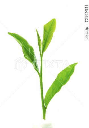 お茶の芽（茶芽）お茶の芽（茶芽） 72149551