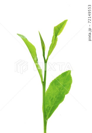 お茶の芽(茶芽)お茶の芽(茶芽) お茶の芽(茶芽)お茶の芽(茶芽) 72149553