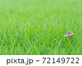 ファンタジックなキノコ 72149722