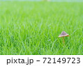 ファンタジックなキノコ 72149723