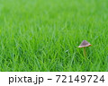 ファンタジックなキノコ 72149724