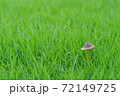 ファンタジックなキノコ 72149725