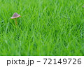 ファンタジックなキノコ 72149726