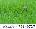 ファンタジックなキノコ 72149727