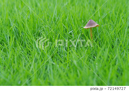 ファンタジックなキノコ 72149727