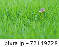 ファンタジックなキノコ 72149728