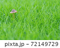 ファンタジックなキノコ 72149729