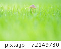 ファンタジックなキノコ 72149730