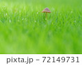 ファンタジックなキノコ 72149731
