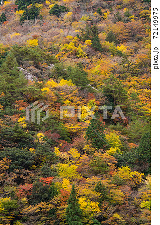 鈴鹿山系を横断する鈴鹿スカイラインから見える山肌の紅葉 72149975