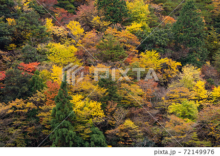 鈴鹿山系を横断する鈴鹿スカイラインから見える山肌の紅葉 鈴鹿山系を横断する鈴鹿スカイラインから見える山肌の紅葉 72149976