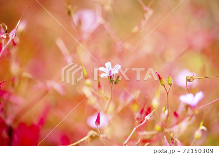 ヒメフウロと明るい赤ピンク黄色黒系バック 72150309