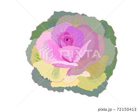 ハボタン　お正月の花 72150413