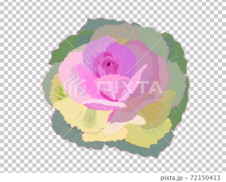 ハボタン　お正月の花 72150413