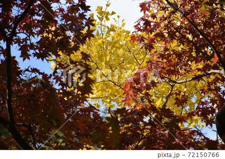 秋の紅葉　紅葉と銀杏 72150766