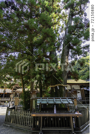 大神神社 巳の神杉 奈良県桜井市 大神神社 巳の神杉 奈良県桜井市 72150880