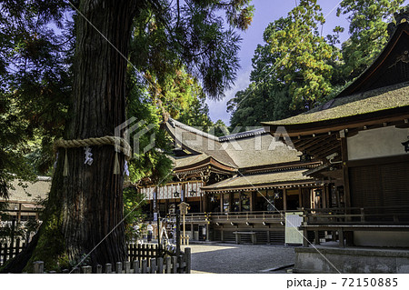 大神神社　拝殿と巳の神杉　奈良県桜井市 72150885