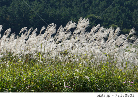 秋 草原 花 72150903