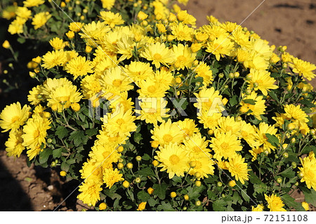 秋の花壇に咲くポットマムの黄色い花 72151108