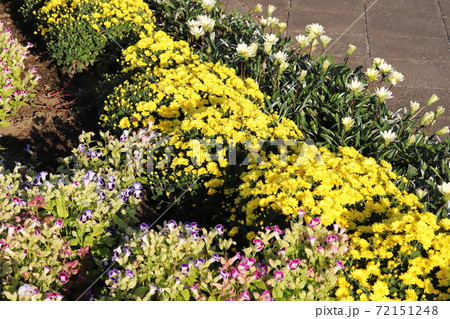 秋の公園に咲く菊、トレニア、ガザニアの花 秋の公園に咲く菊、トレニア、ガザニアの花 72151248