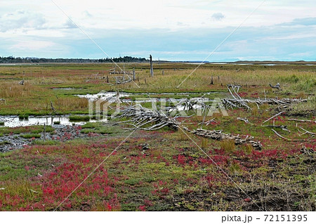 風蓮湖春国岱の遊歩道からみた晩秋の情景＠北海道 72151395