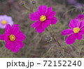 コスモス　ピンク3 72152240