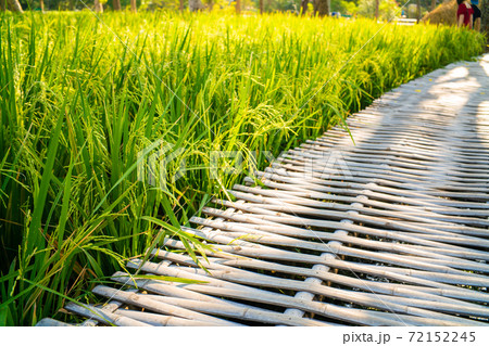 Green paddy rice plantation field with wooden pathway 72152245