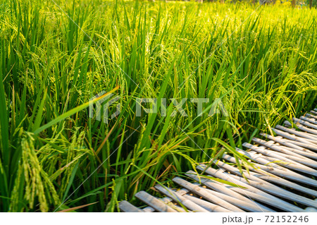 Green paddy rice plantation field with wooden pathway 72152246