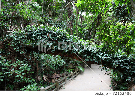 宮崎 青島神社の元宮までの道 御成道（おなりみち） 72152486